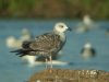 Yellow-legged Gull at Paglesham Lagoon (Steve Arlow) (102258 bytes)